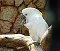nacktaugenkaka5416.jpg