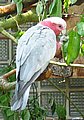rosakakadu5431.jpg