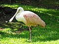 rosaloeffler-5321.jpg