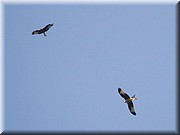 _MG_1677.jpg