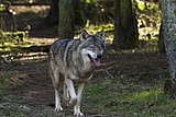 wolf-alex_1159.jpg