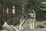 wolf-alex_1166.jpg