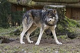 wolf-alex_1171.jpg
