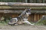 wolf-alex_1176.jpg