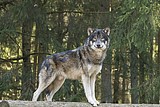 wolf-alex_1187.jpg