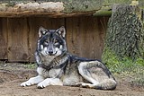 wolf-alex_1195.jpg