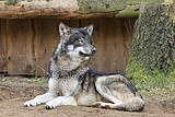 wolf-alex_1196.jpg