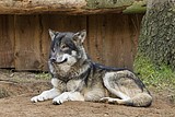 wolf-alex_1199.jpg
