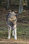 wolf-alex_5743.jpg