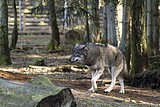 wolf-alex_5747.jpg