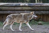 wolf-janosch_1161.jpg