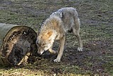 wolf-janosch_5737.jpg