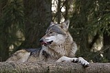 wolf-lena_1183.jpg