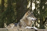 wolf-lena_1186.jpg
