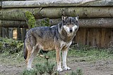 wolf-lena_1191.jpg