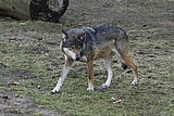 wolf-lena_5740.jpg