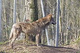 wolf-mascha_1049.jpg