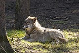 wolf-mascha_5741.jpg