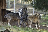 wolf_1147.jpg