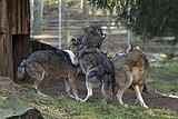 wolf_1148.jpg