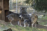 wolf_1149.jpg