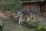 wolf_1151.jpg