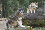 wolf_1178.jpg