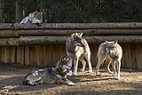 wolf_5760.jpg