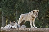 wolf_5765.jpg