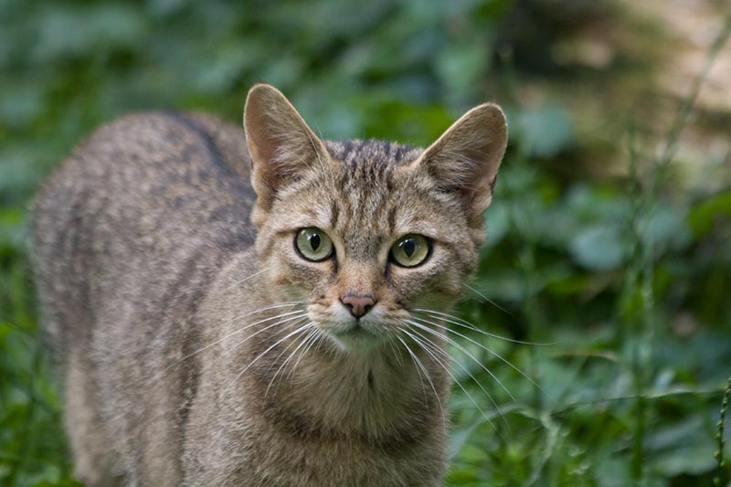 Die weibliche Katze