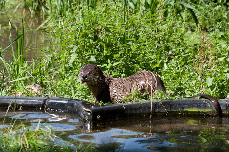 Fischotter
