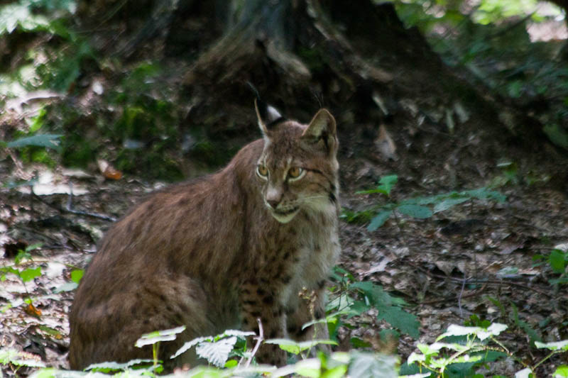 Die Luchse sind nur selten zu sehen, sie verstecken sich meistens im Wald