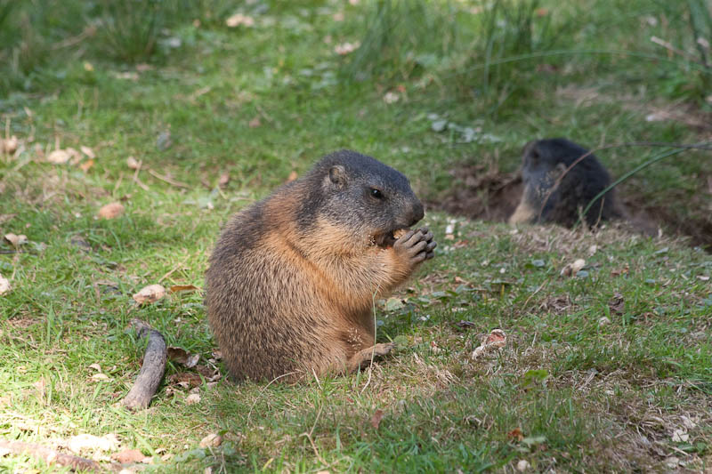 Murmeltier