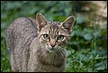 Die weibliche Katze