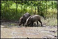 Wildschweine