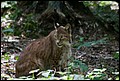 Die Luchse sind nur selten zu sehen, sie verstecken sich meistens im Wald