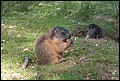 Murmeltier