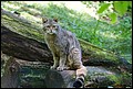 Der Kater