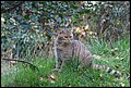 Die weibliche Katze