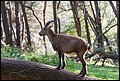 Steinbock