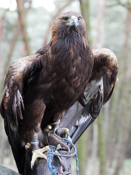Der Steppenadler auf der Faust des Falkners