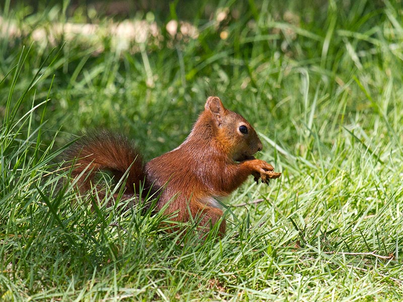 Auch viele wild lebende Tiere fhlen sich im Wildpark wohl