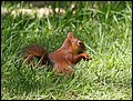 Auch viele wild lebende Tiere fhlen sich im Wildpark wohl