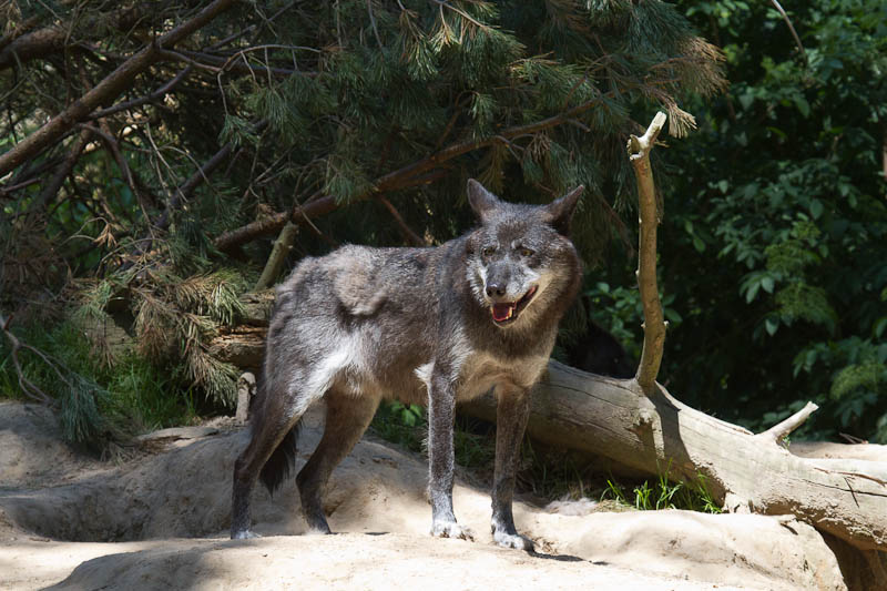 Wolf