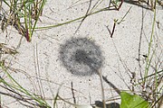 pusteblume_0727.jpg