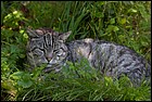 _MG_1521.jpg
