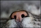 katzennase_0925.jpg