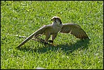 20070519-IMG_5557-1.jpg