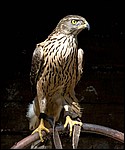 20070519-IMG_5563-1.jpg
