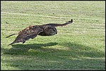 IMG_5677-1.jpg